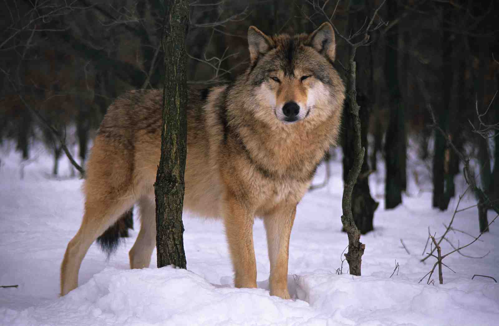 Majestic Wolf in Winter Forest Wall Art