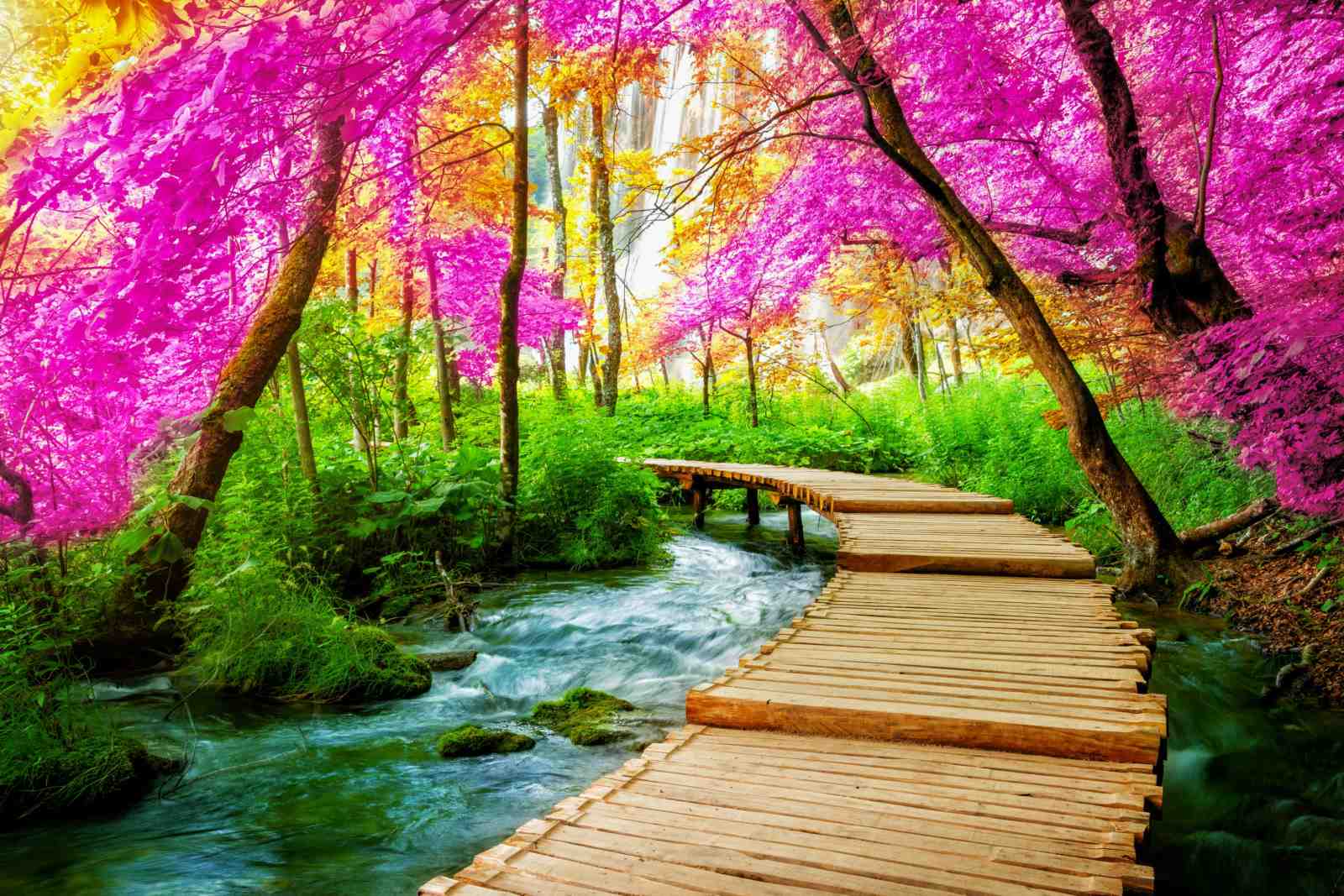 Enchanted Forest Walk Wall Art - Nature Art