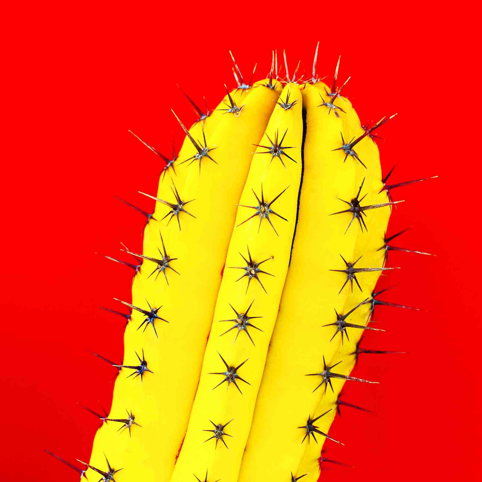 Vibrant Yellow Cactus Desert Pop Art Wall Art