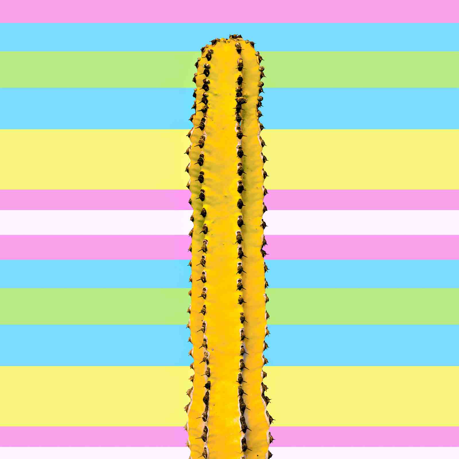 Vibrant Cactus Pop Art Wall Art | Boho Wall Art