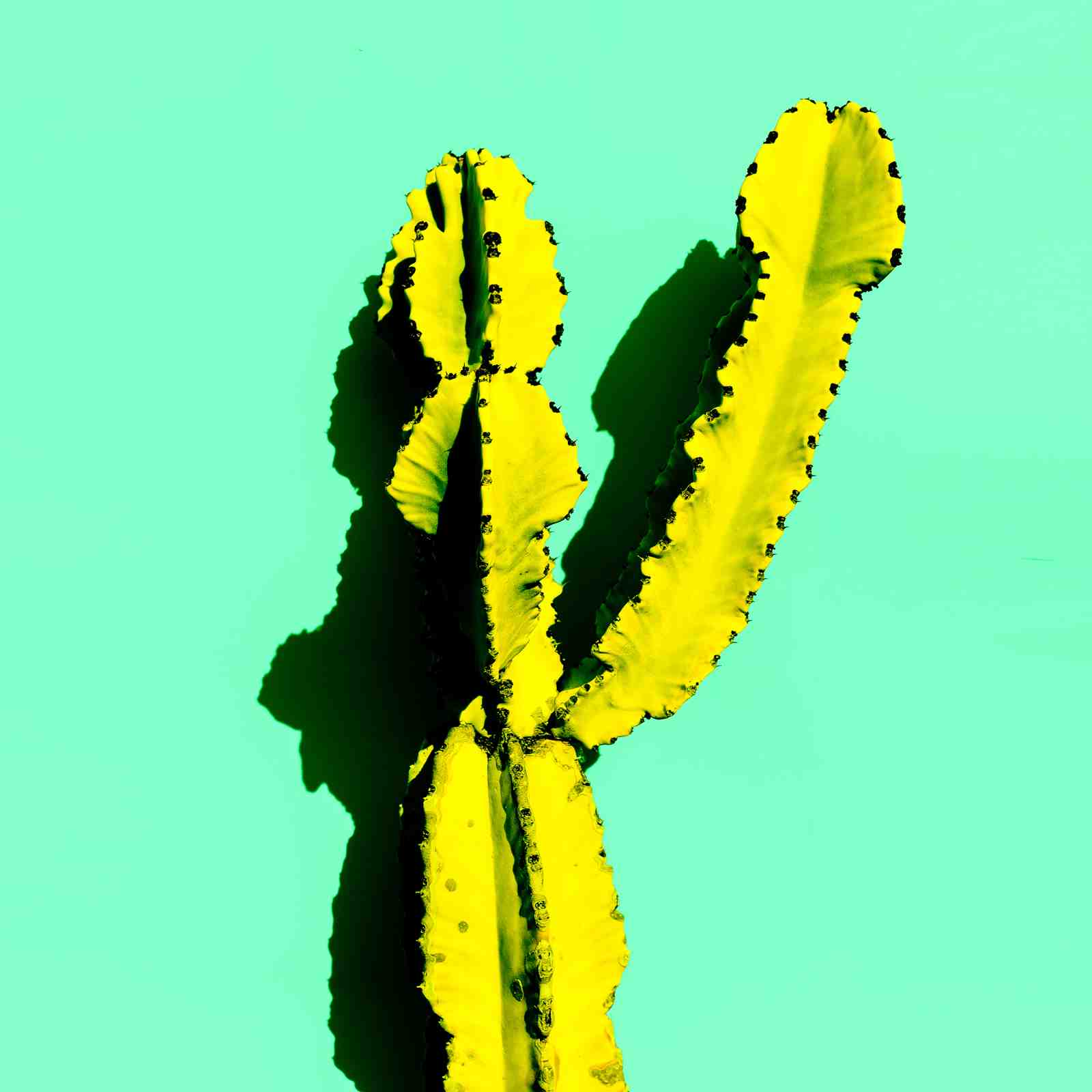 Vibrant Yellow Cactus Wall Art