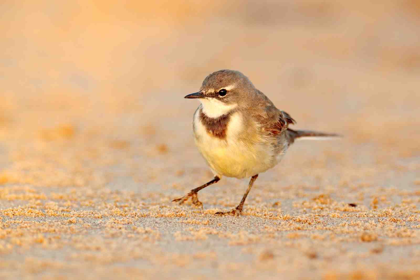 Elegant Wagtail Bird Serenity Wall Art