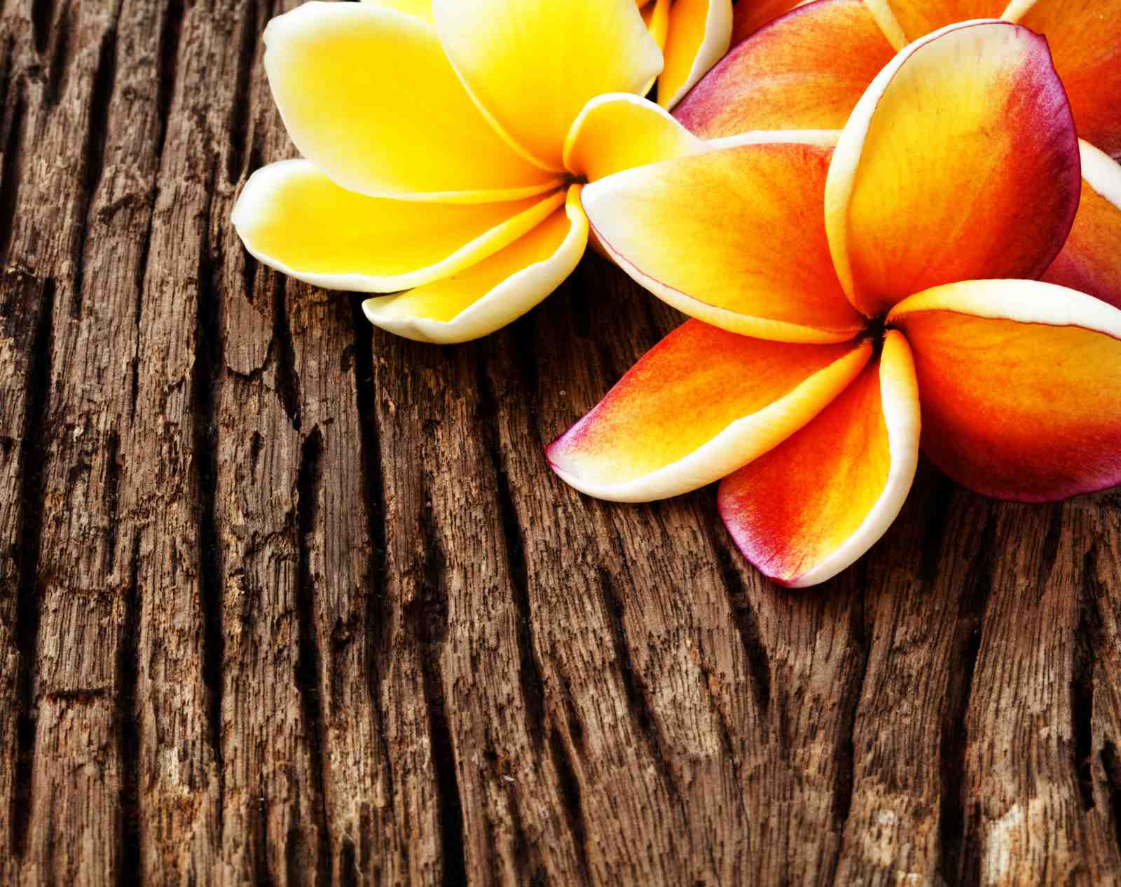 Tropical Plumeria Bloom Wall Art