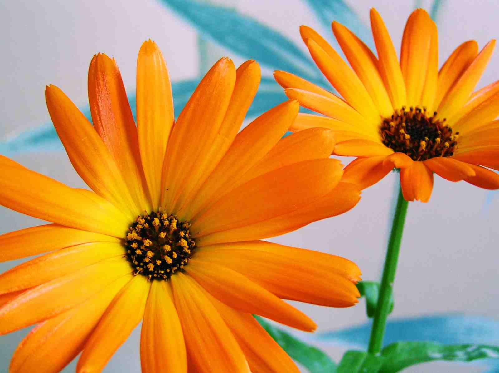 Vibrant Orange Daisy Bloom Wall Art