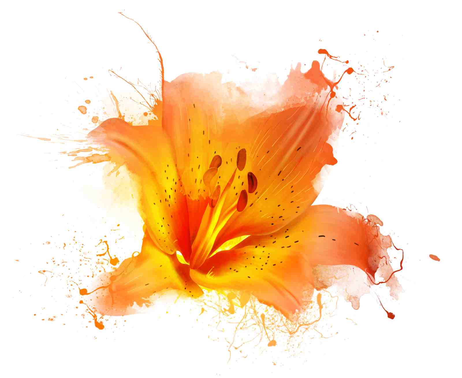 Vibrant Orange Lily Splash Wall Art
