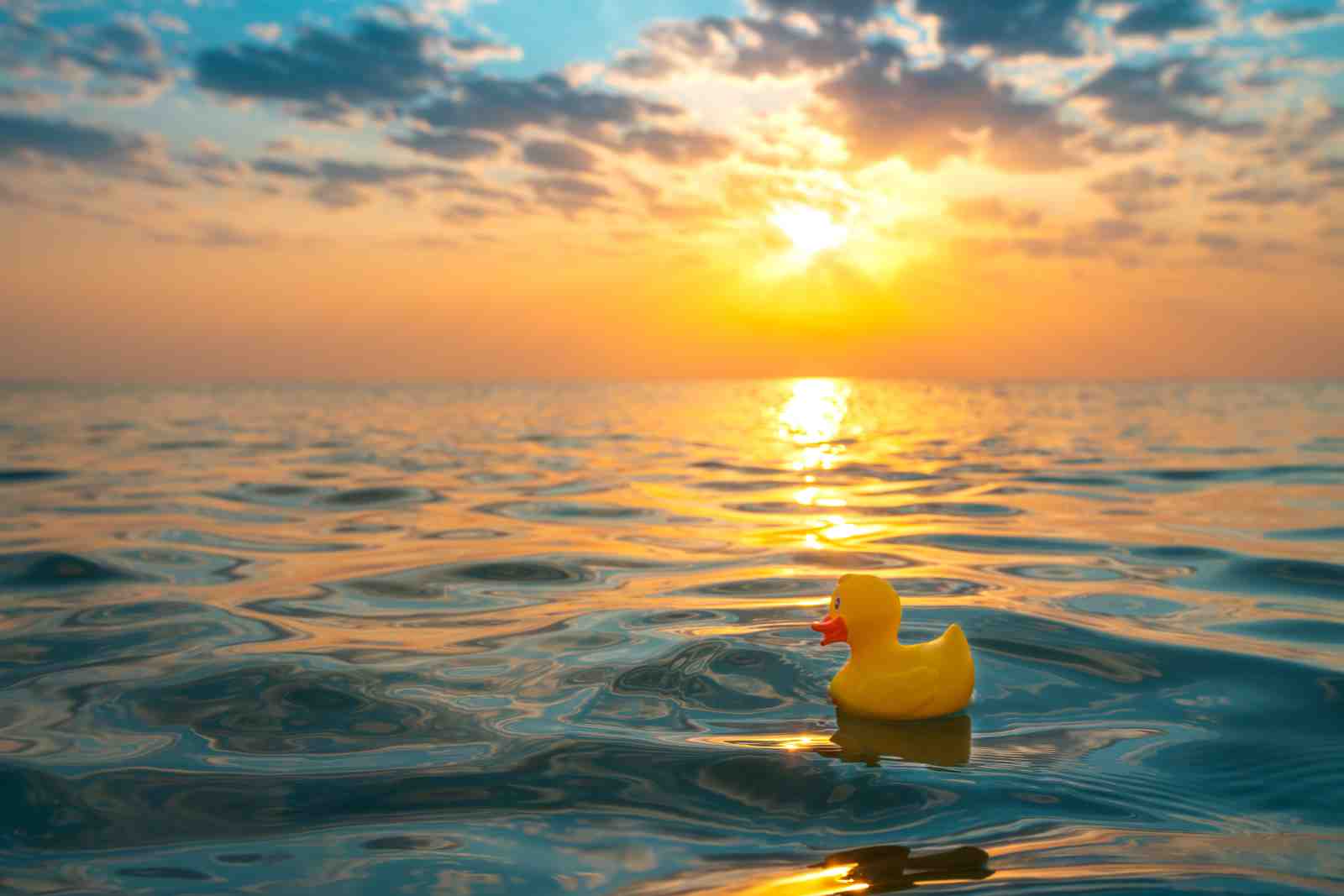Sunny Duck Floating on Ocean Wall Art