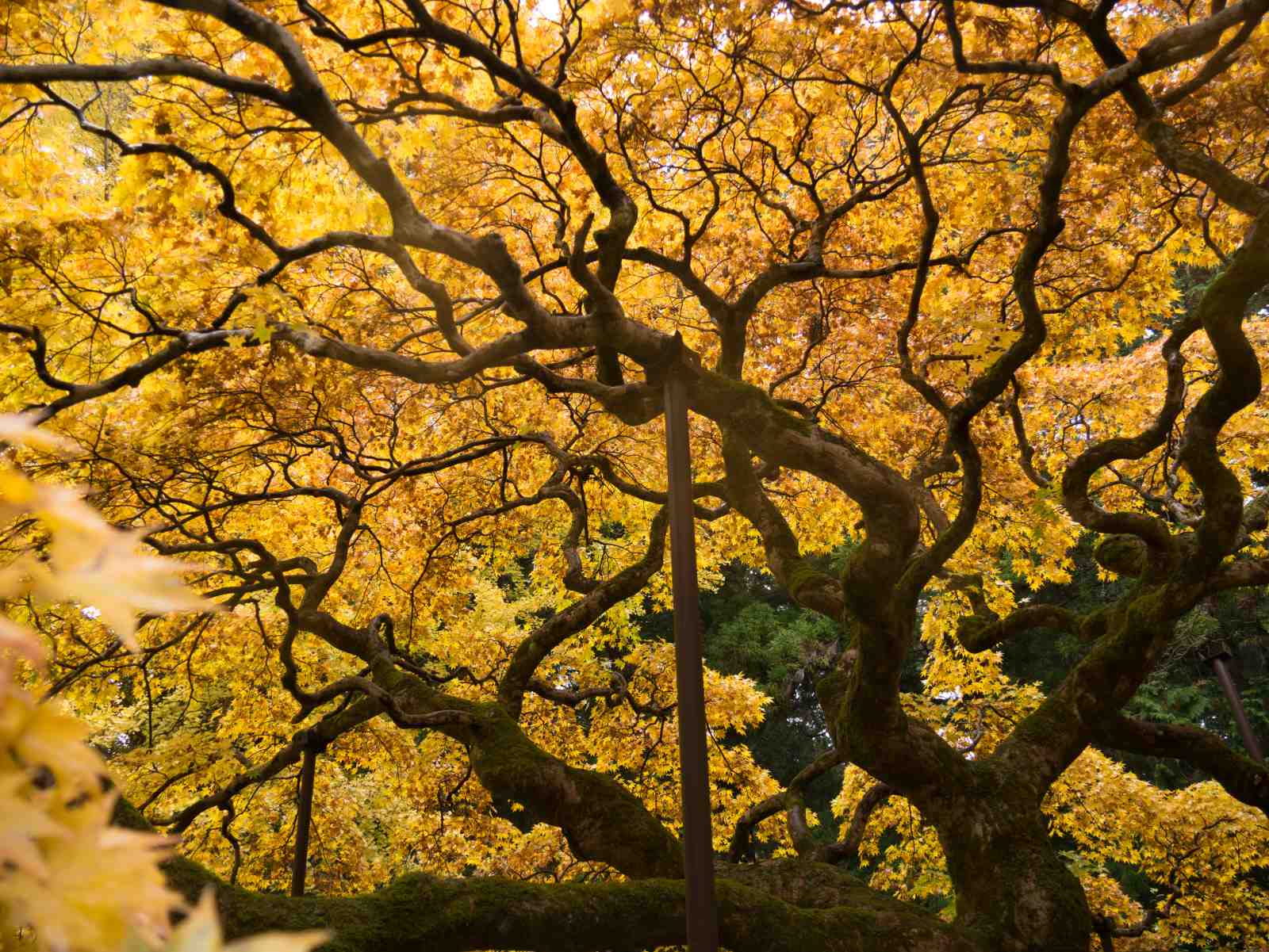 Golden Autumn Tree Branches Wall Art