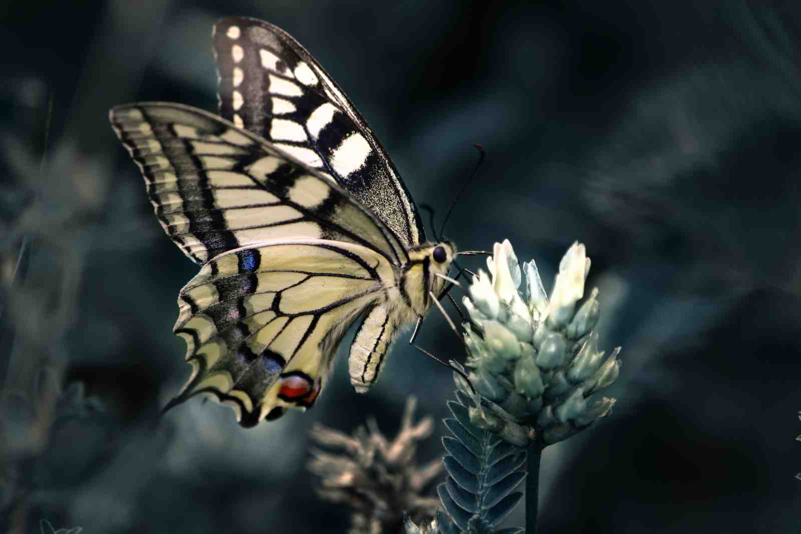 Majestic Butterfly Nature Wall Art