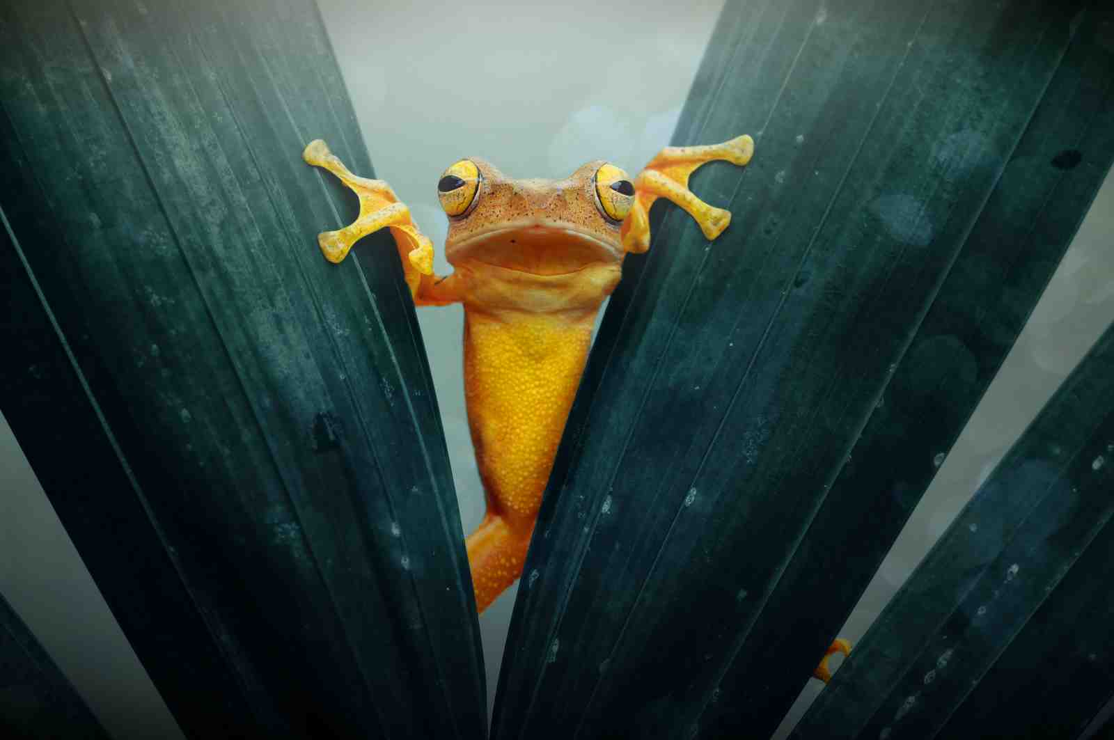 Vibrant Frog Peeking Through Leaves Wall Art