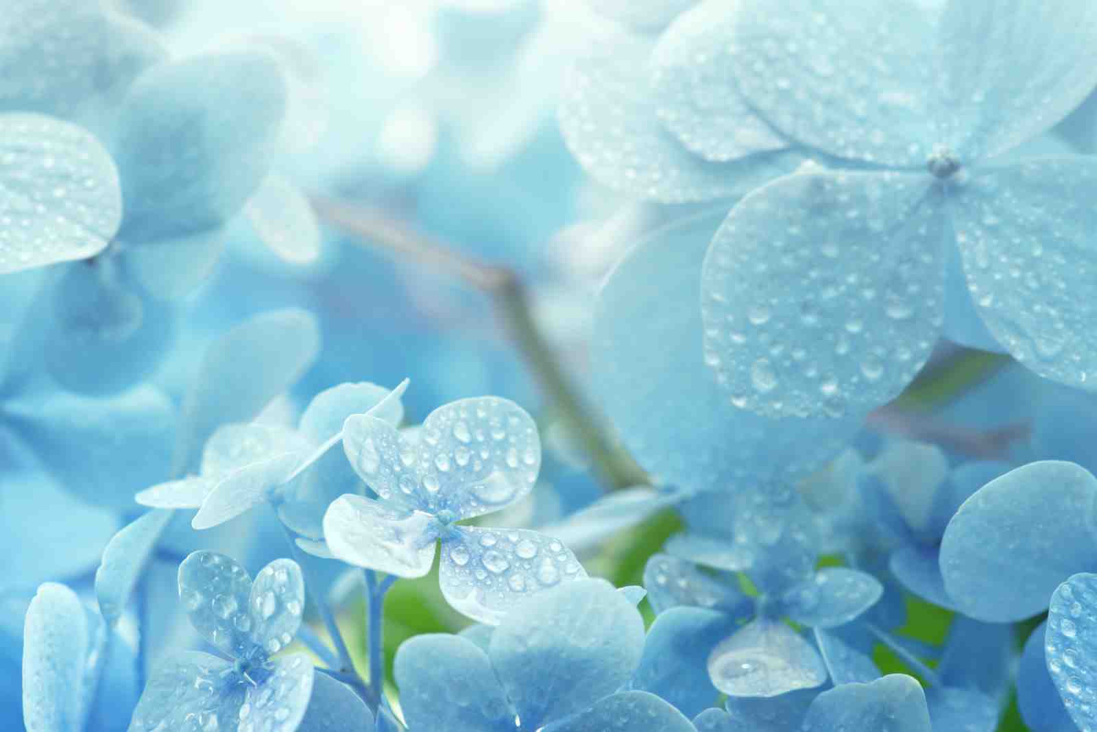 Serene Blue Hydrangea Dewdrop Wall Art