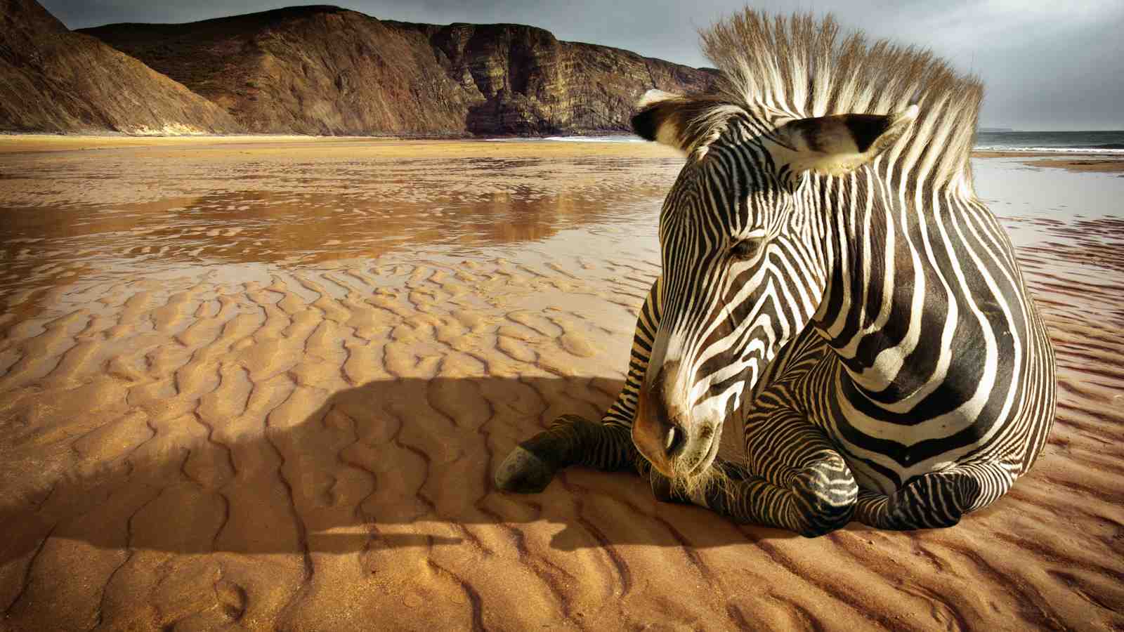 Resting Zebra on Sandy Beach Wall Art