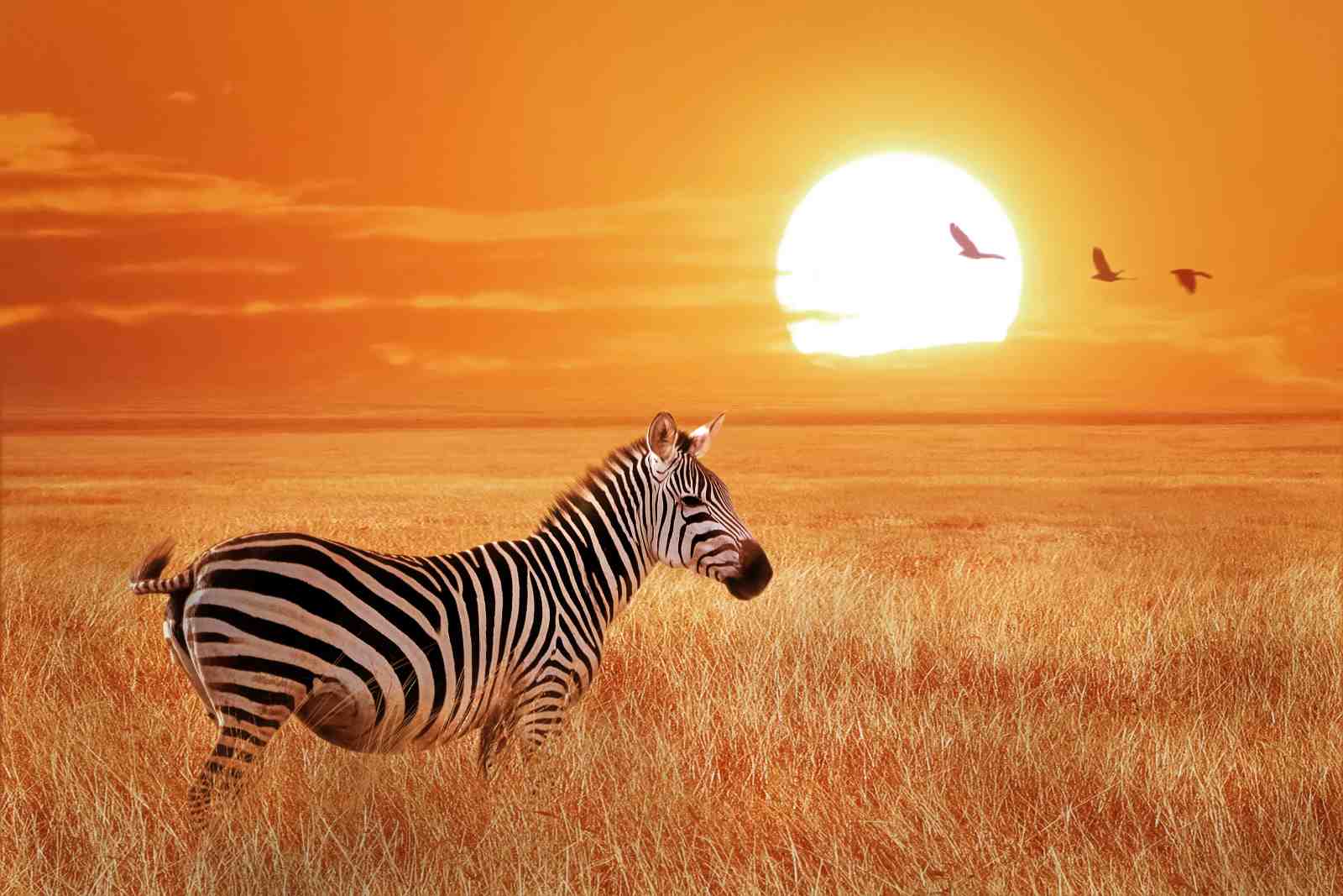 African Sunset Zebra Safari Wall Art