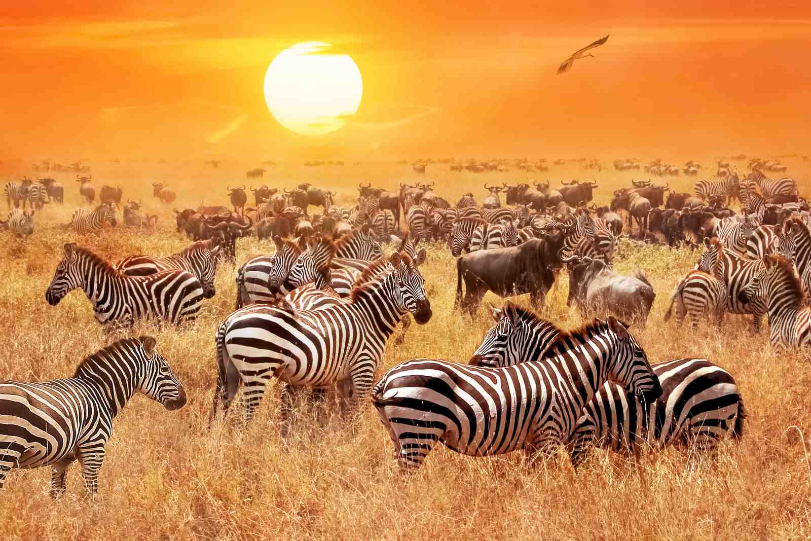 Majestic Zebra Herd Sunset African Safari Wall Art