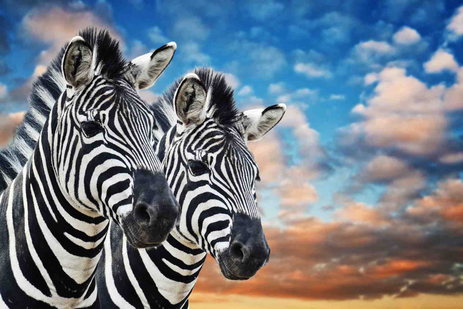 Majestic Zebras Duo Wildlife Wall Art