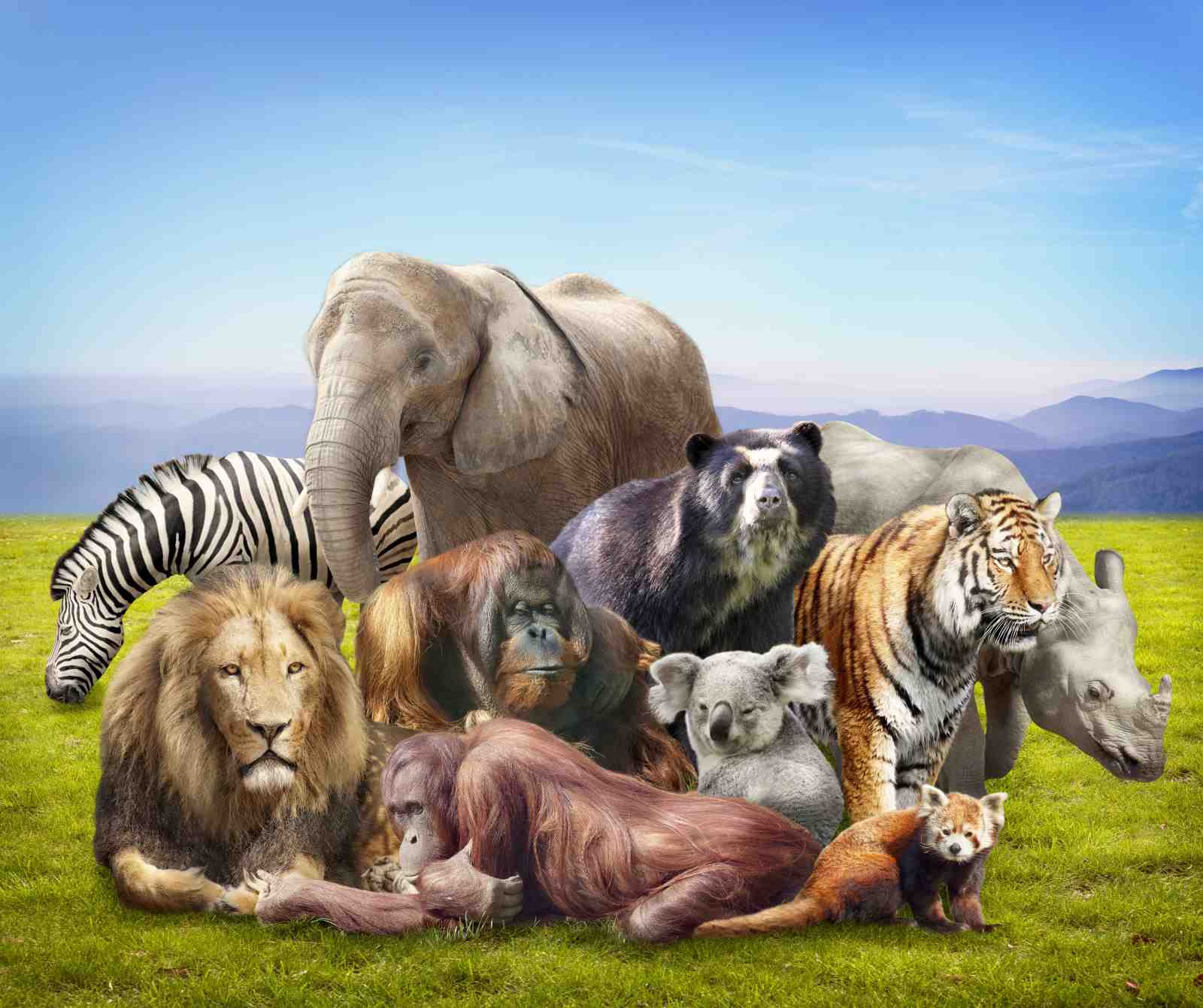 Majestic Wildlife Ensemble Wall Art