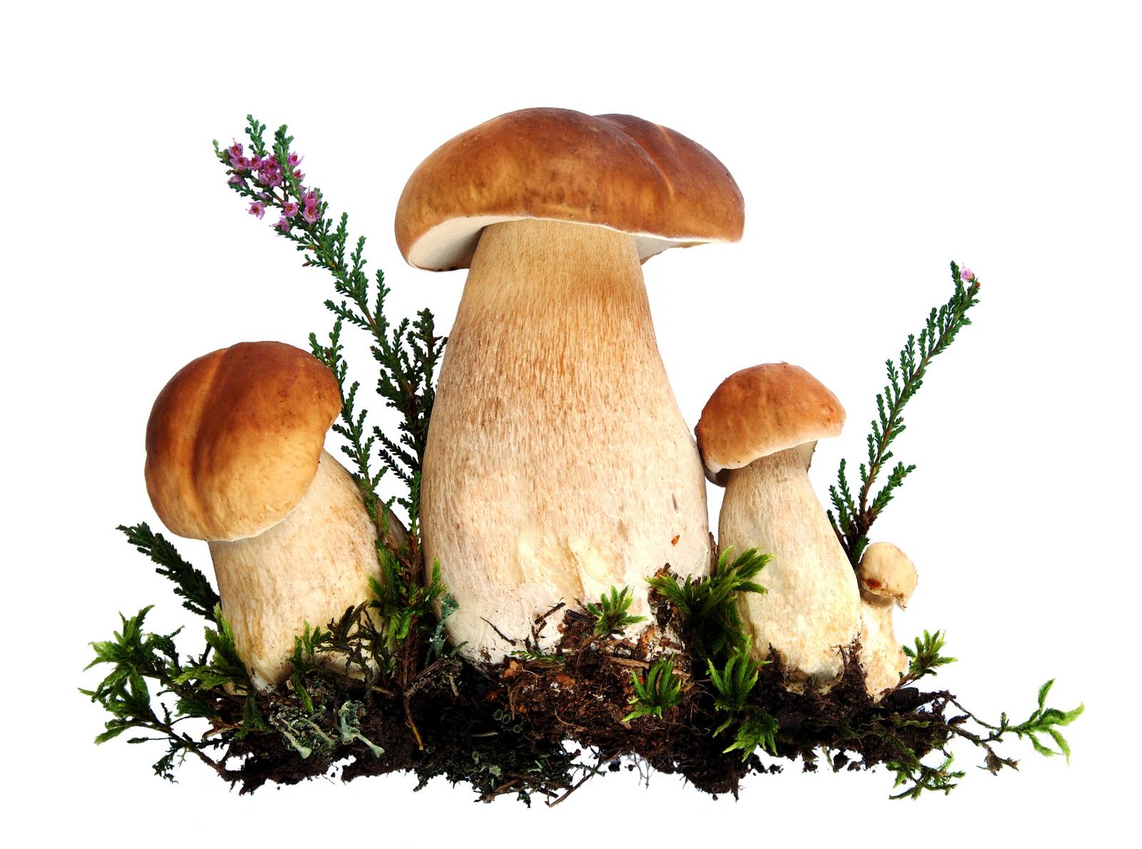 Boletus Mushrooms Forest Floor Wall Art