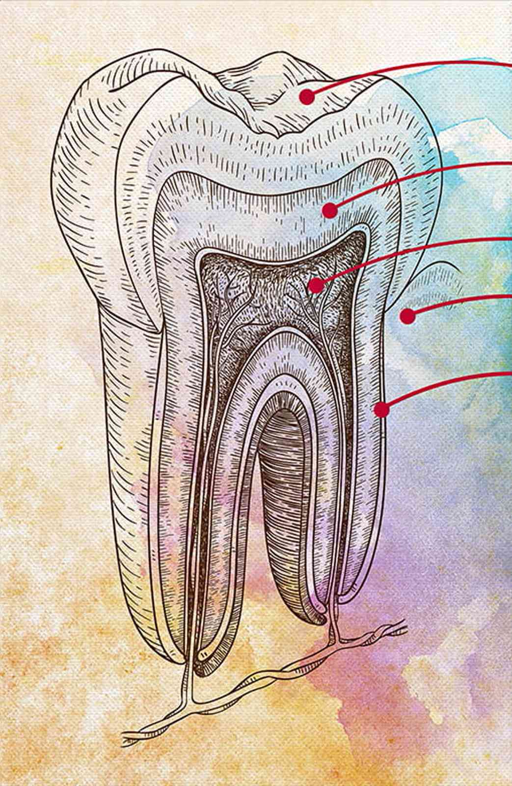 Vintage Tooth Anatomy Sketch Wall Art